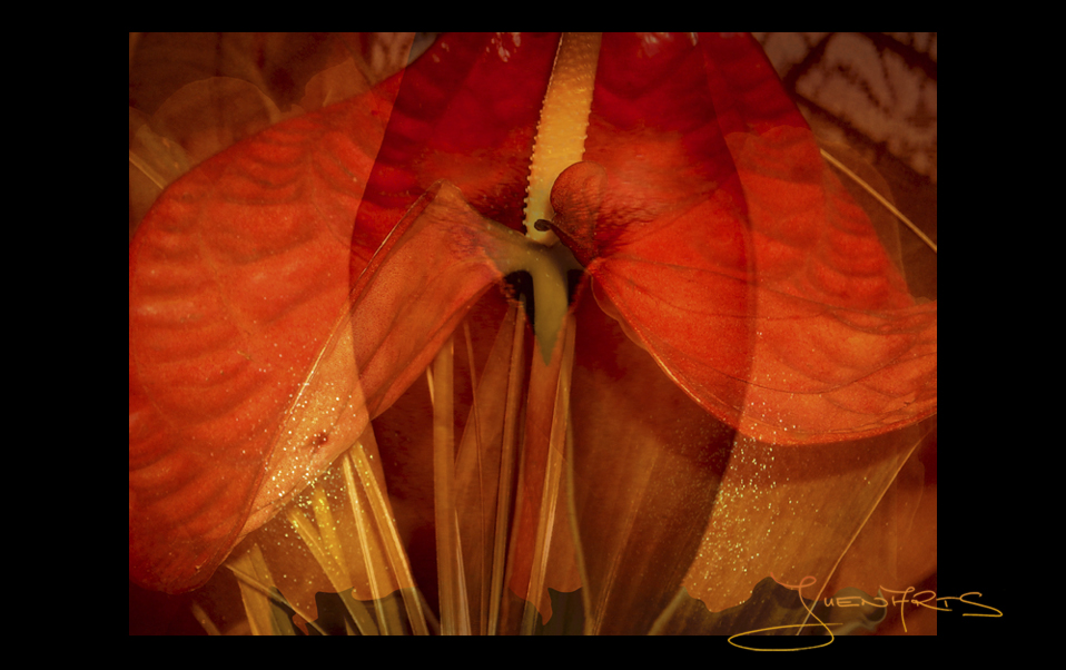 AMARYLLIS