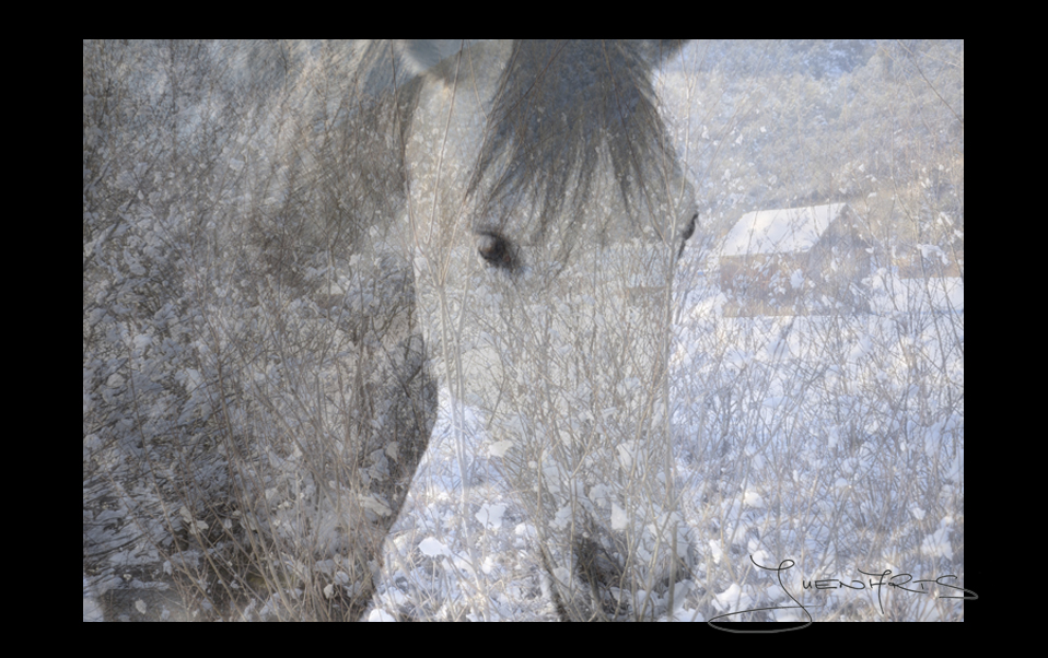 WHITEWINTERHORSE